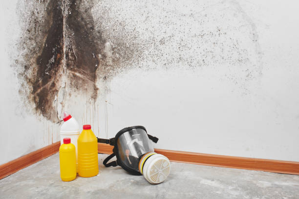 Best HVAC Mold Remediation in El Campo, TX