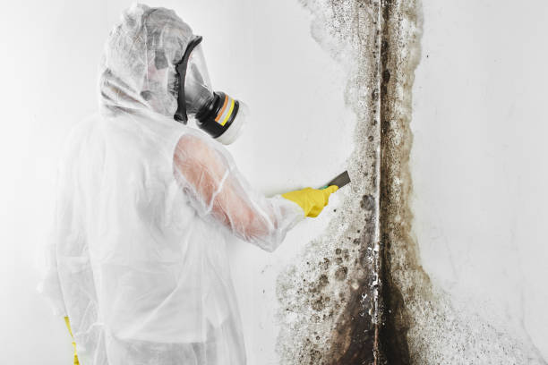 Professional Mold Remediation in El Campo, TX