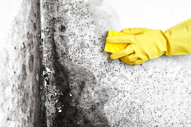 Best Mold Remediation for Specific Building Types in El Campo, TX