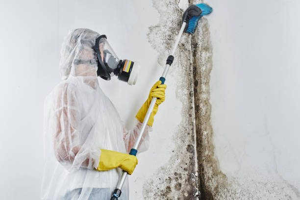 Best Mold Testing and Inspection Services in El Campo, TX
