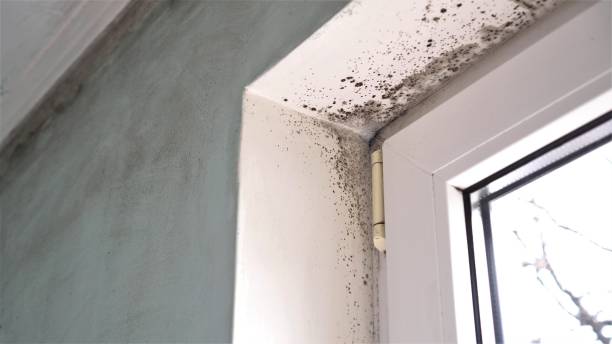 Best Bathroom Mold Remediation in El Campo, TX