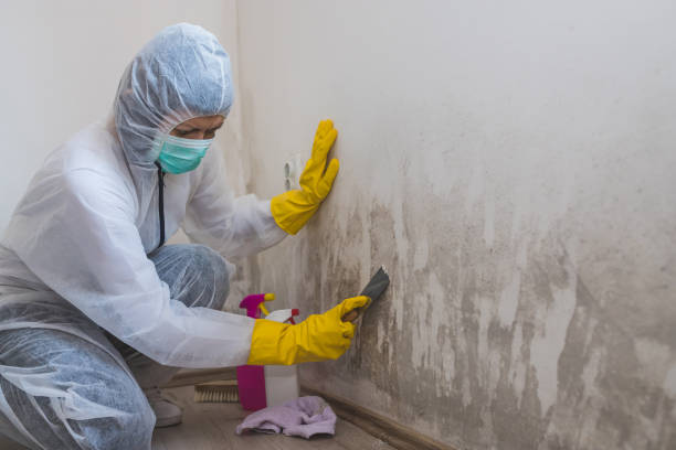 Best DIY Mold Remediation Support Services in El Campo, TX