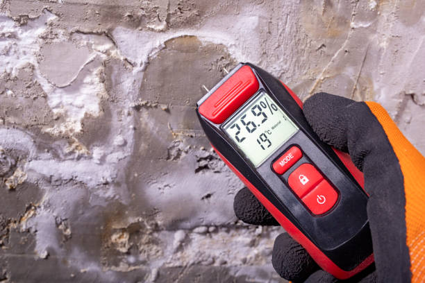 Best White Mold Remediation in El Campo, TX