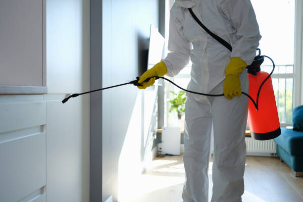 Best Preventive Mold Services in El Campo, TX