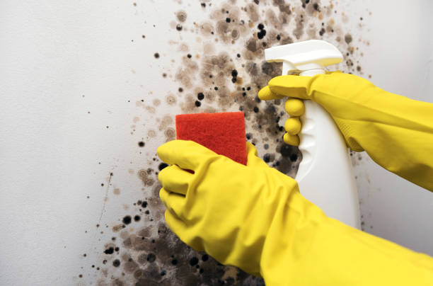 Best Commercial Mold Remediation in El Campo, TX