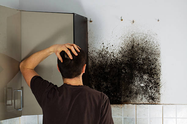 Best Industrial Mold Remediation in El Campo, TX